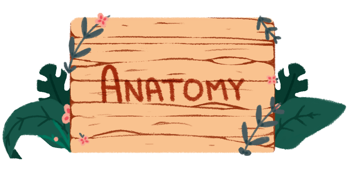 Anatomy